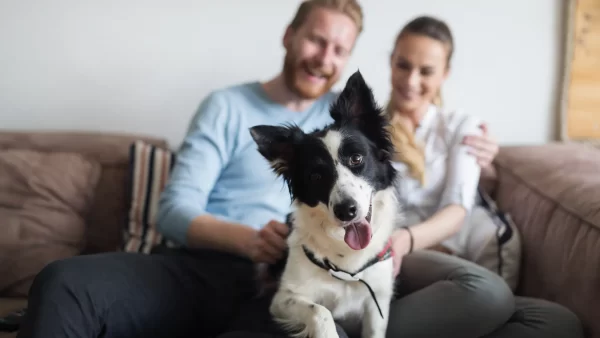 Happy couple sitting on a couch petting their dog who is the main focus of the photo with its tongue out